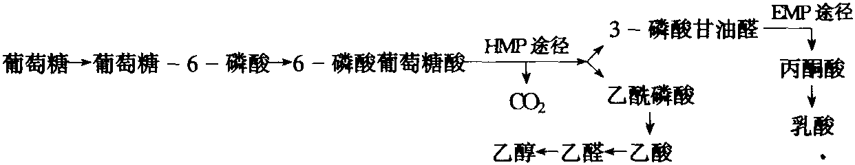 二、乳酸發(fā)酵的類型